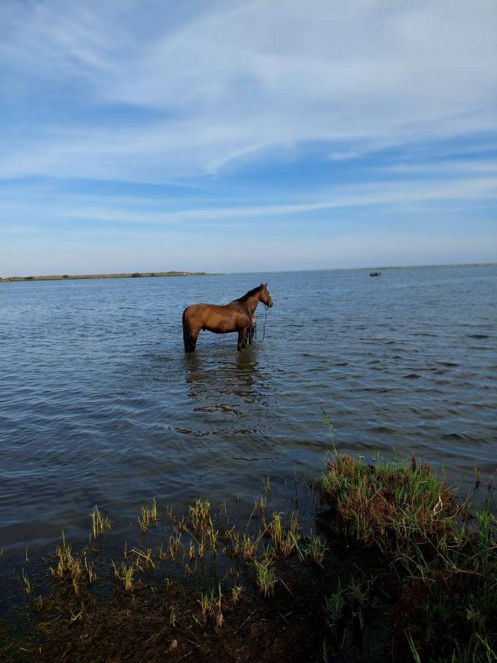 Volubilis cherche sa famille pour la vie 
