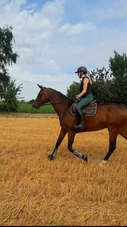 Demie pension cheval 