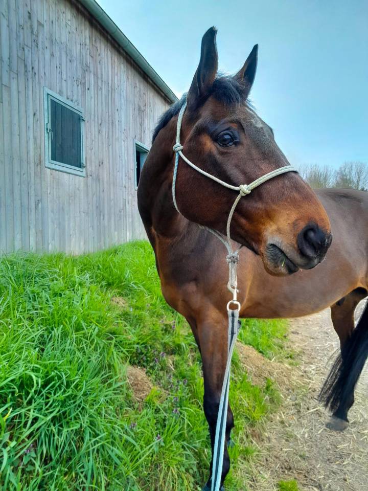 Demie pension cheval 