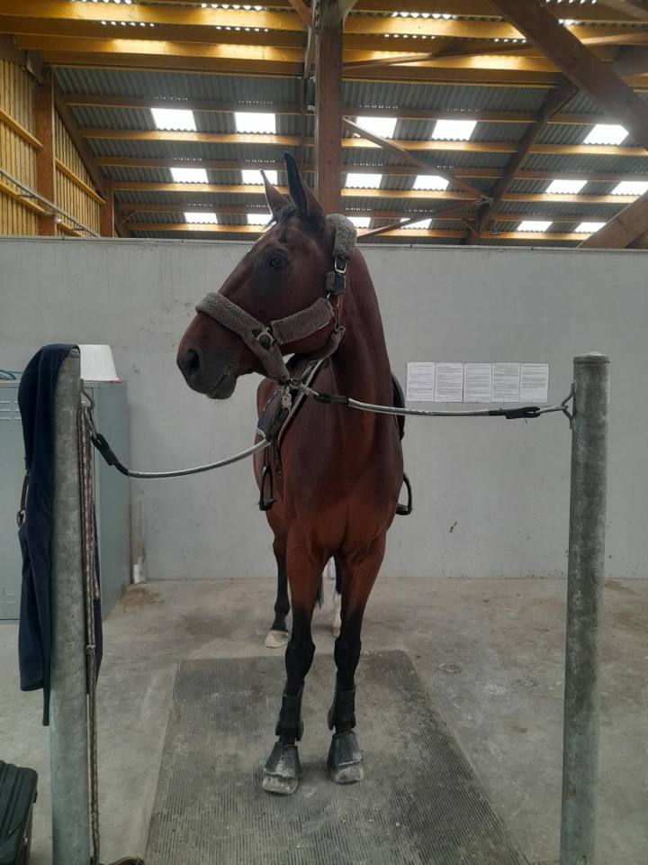 Demie pension cheval 