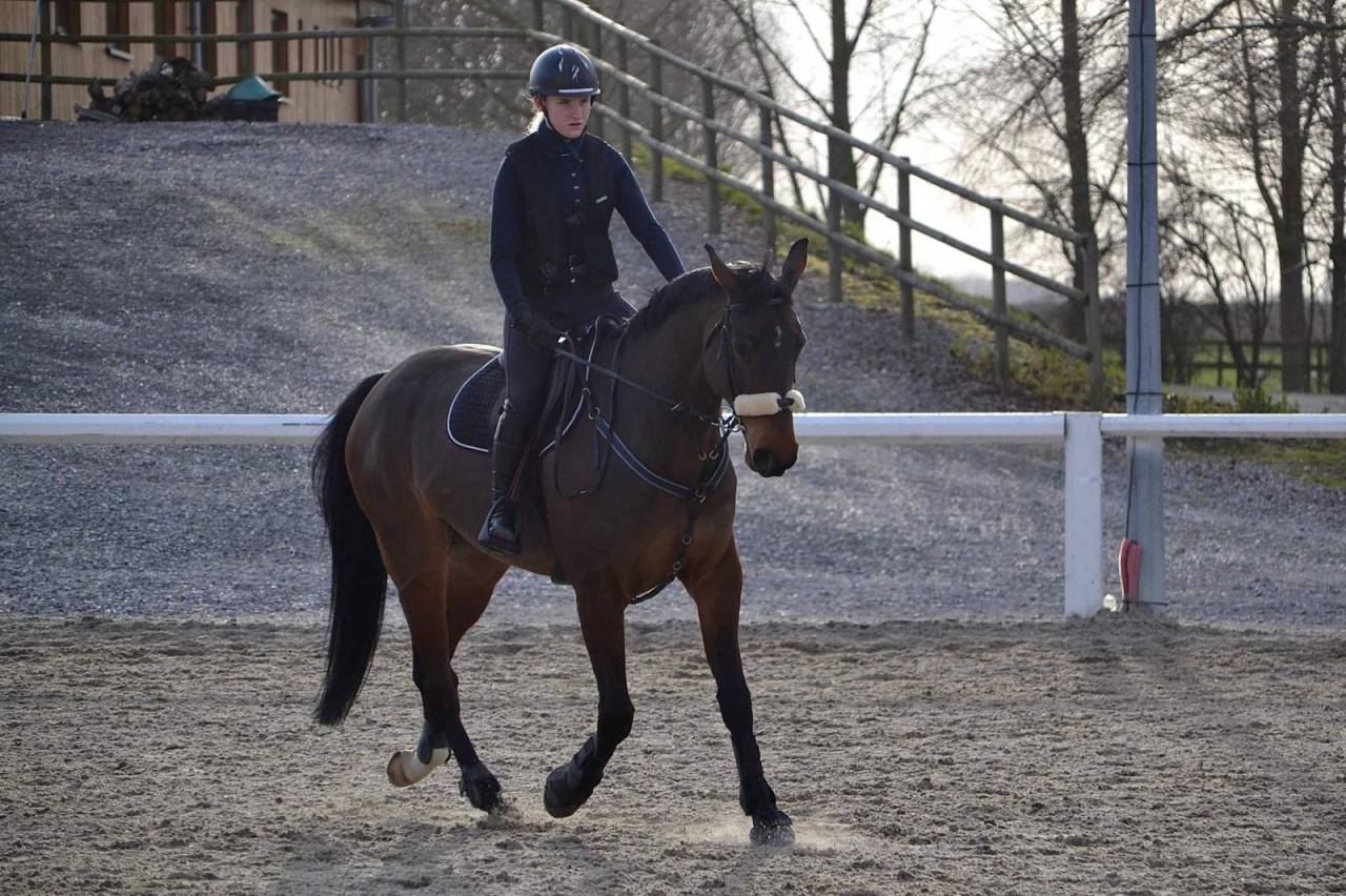 Demie pension cheval 