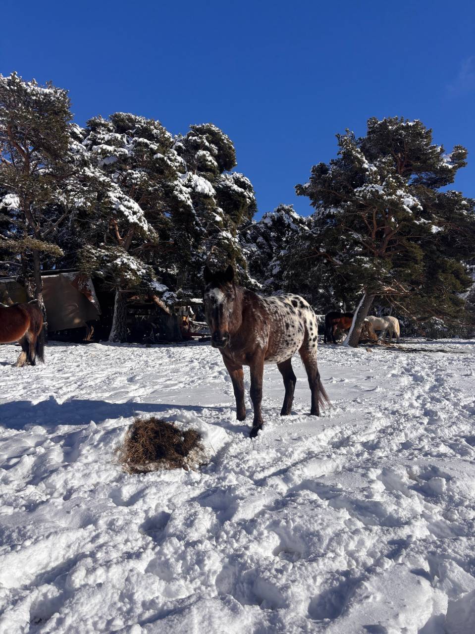 Vend Appaloosa OC hongre de 5 ans