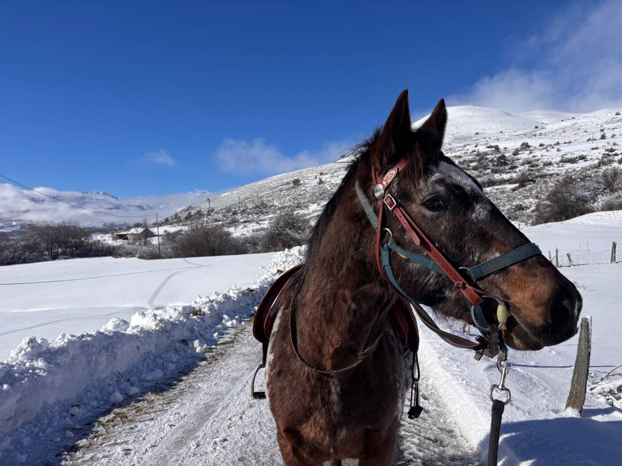 Vend Appaloosa OC hongre de 5 ans
