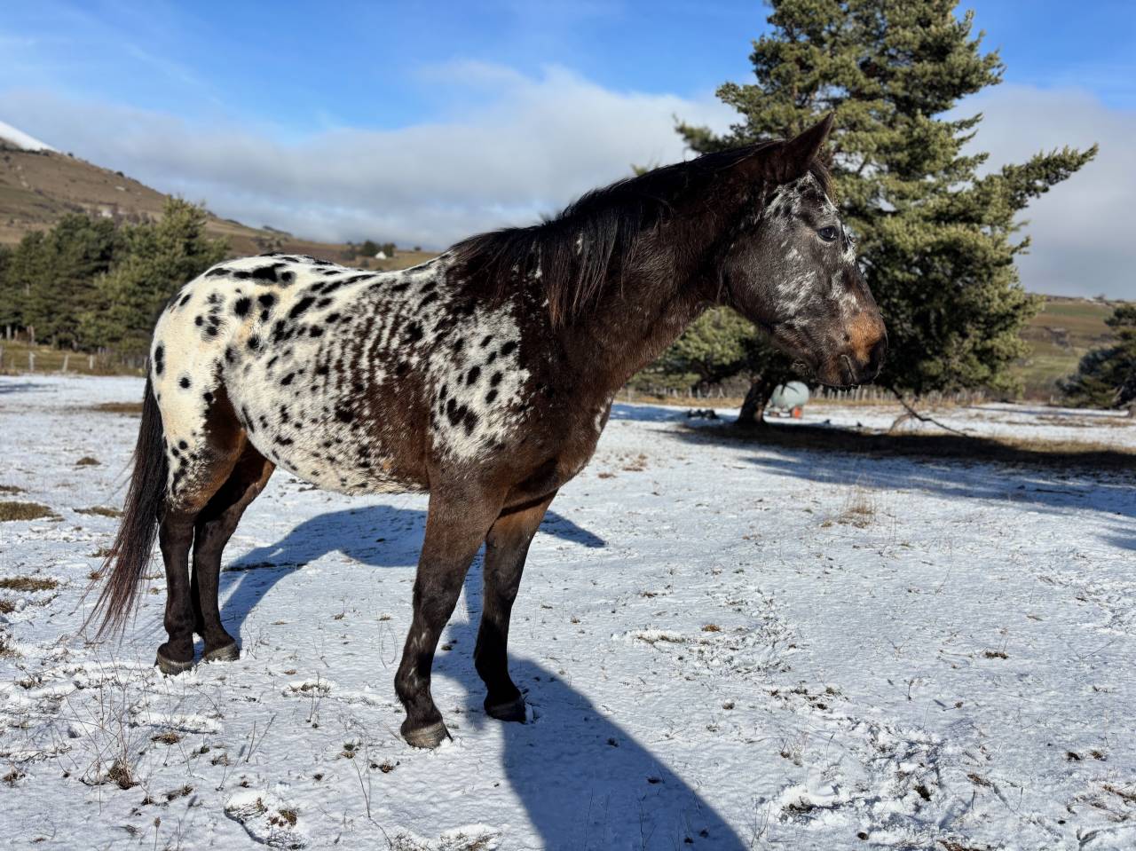 Vend Appaloosa OC hongre de 5 ans