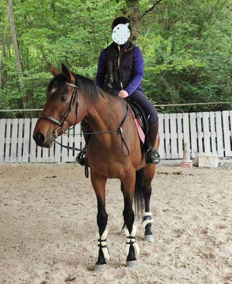 Jolie jument pur sang 