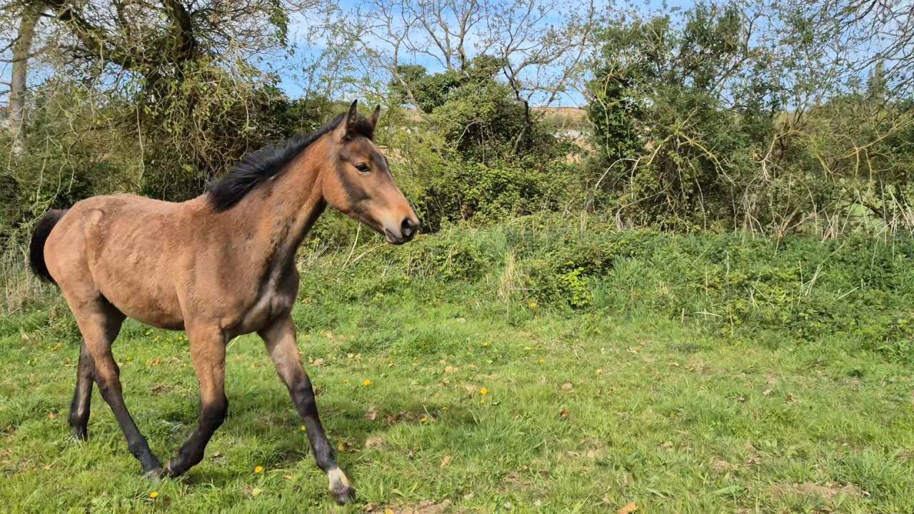 Poulian par grimsky semilly