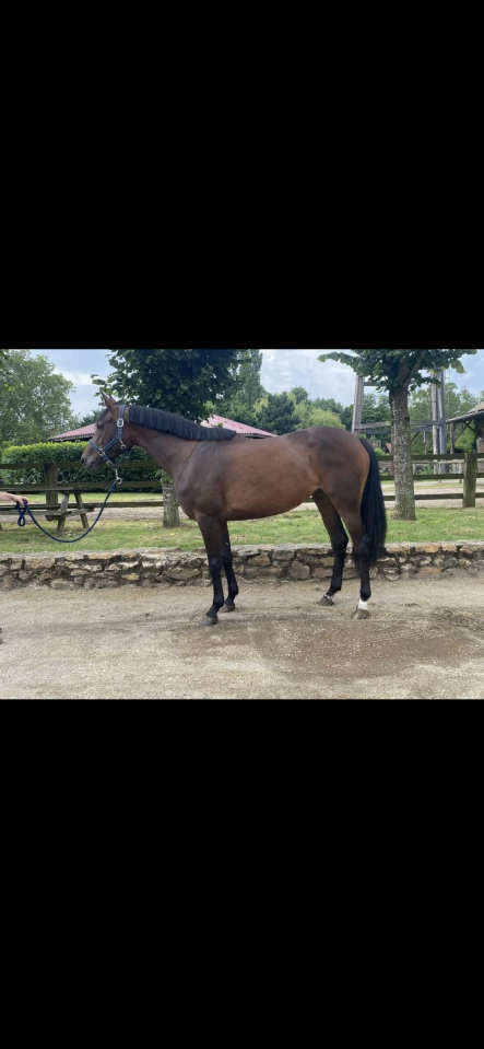 Jument 8 ans 1M54 - SPORT OU LOISIRS 