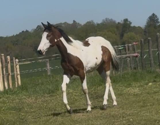 Pouliche pie paint horse