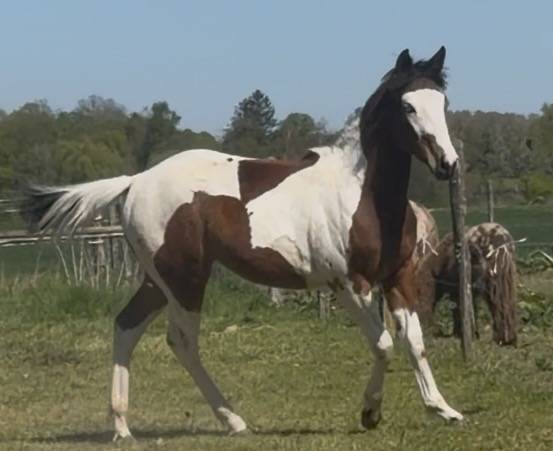 Pouliche pie paint horse
