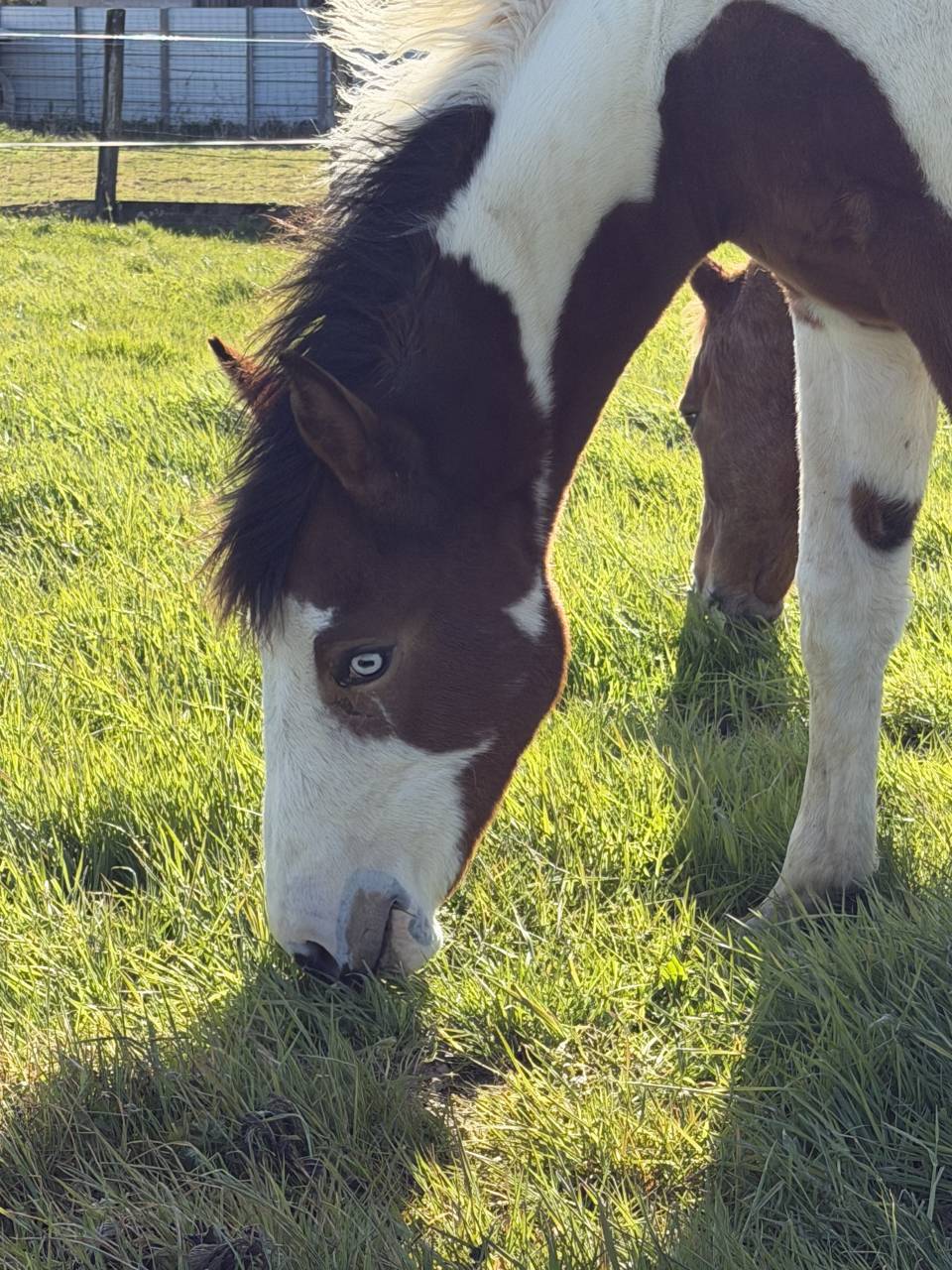 Pouliche pie paint horse