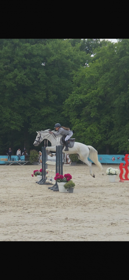 Jument de CSO &agrave; vendre / location option d&rsquo;achat 