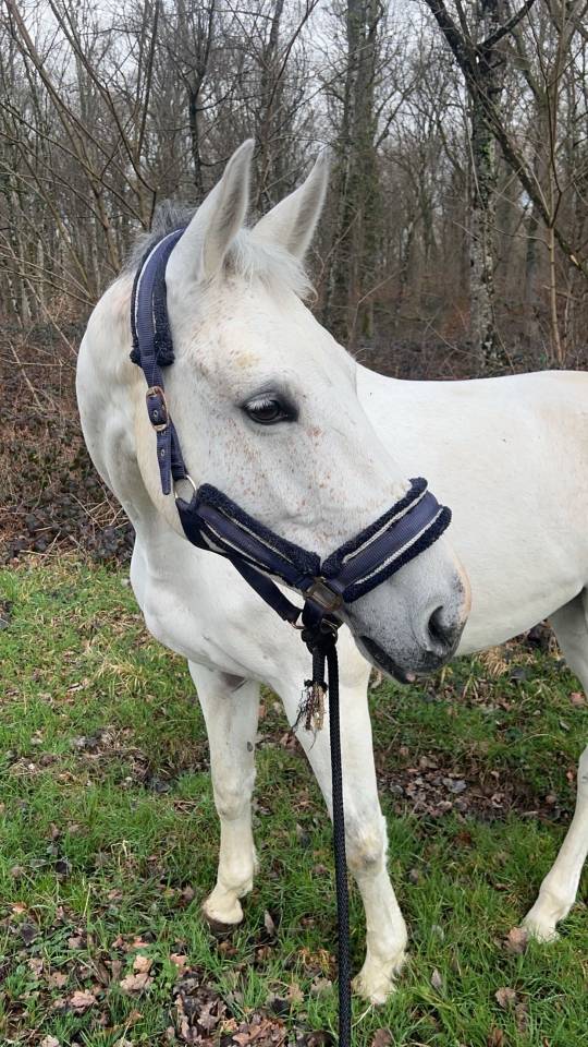 Jument de CSO &agrave; vendre / location option d&rsquo;achat 