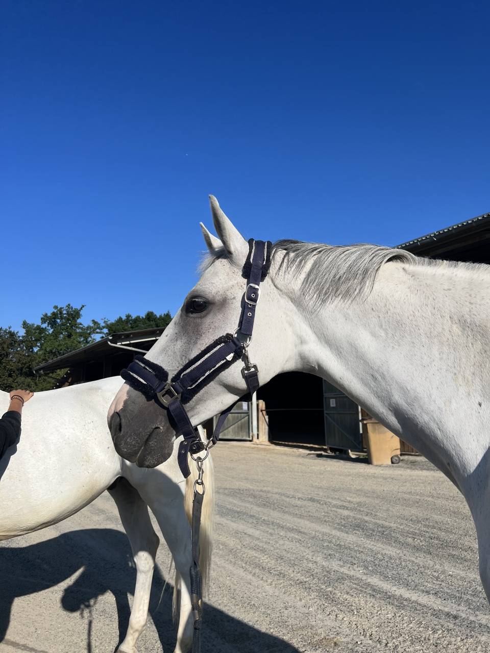 Jument de CSO &agrave; vendre / location option d&rsquo;achat 