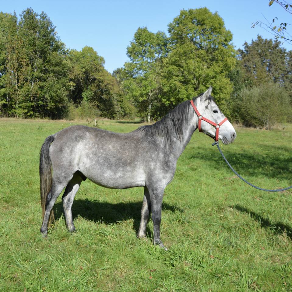 Poney 140 cm 6 ans