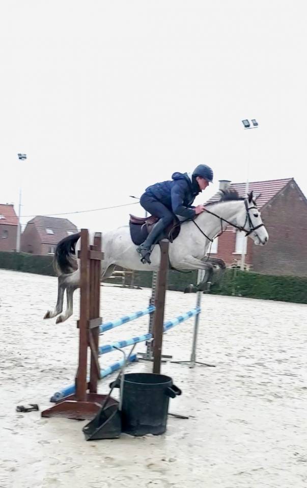 Jument de sport de 5 ans par Colorit Z 