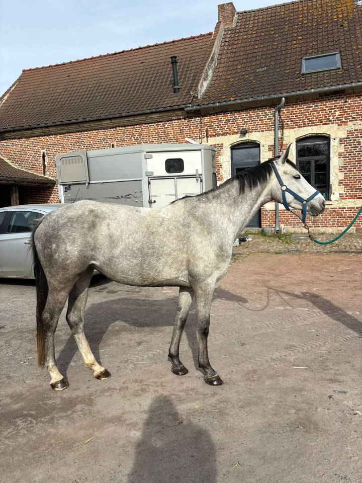 Jument de sport de 5 ans par Colorit Z 