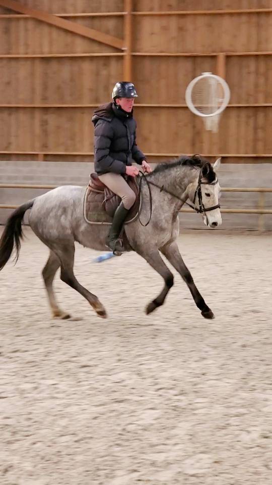 Jument de sport de 5 ans par Colorit Z 