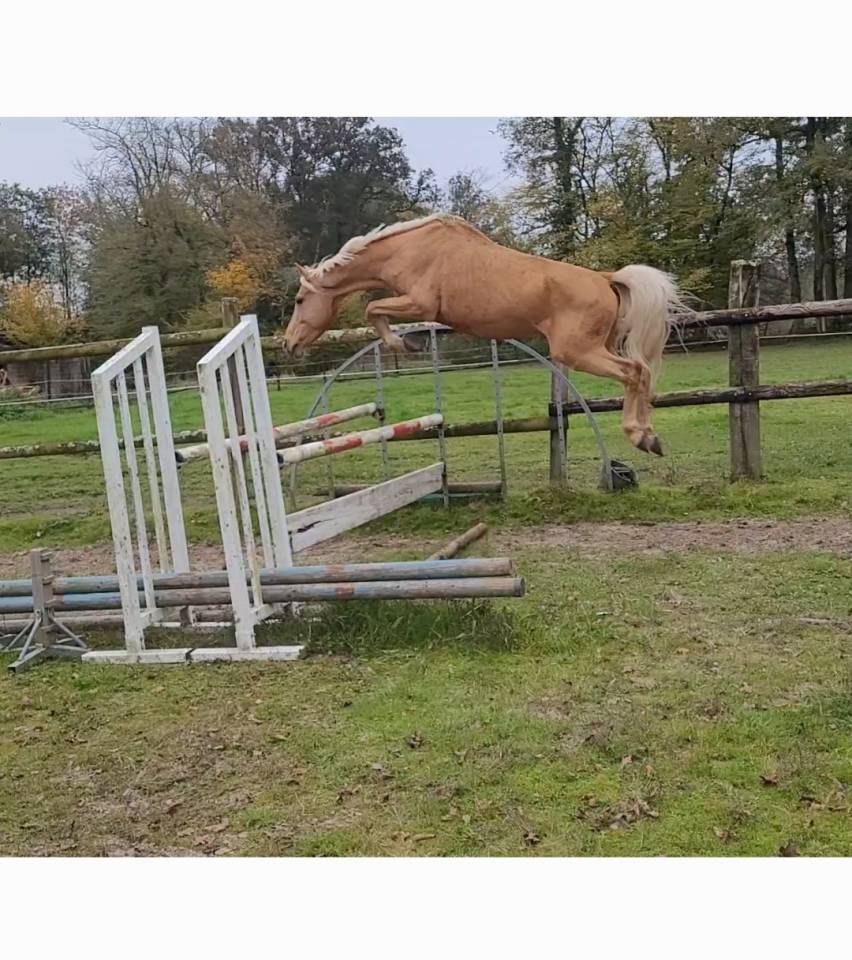 Entier palomino oncs 2013