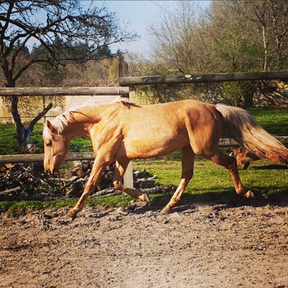 Entier palomino oncs 2013