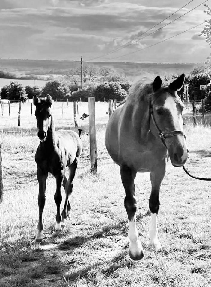 HARAS DES COSMIQUES