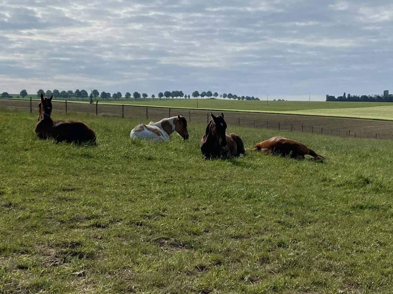 HARAS DES COSMIQUES