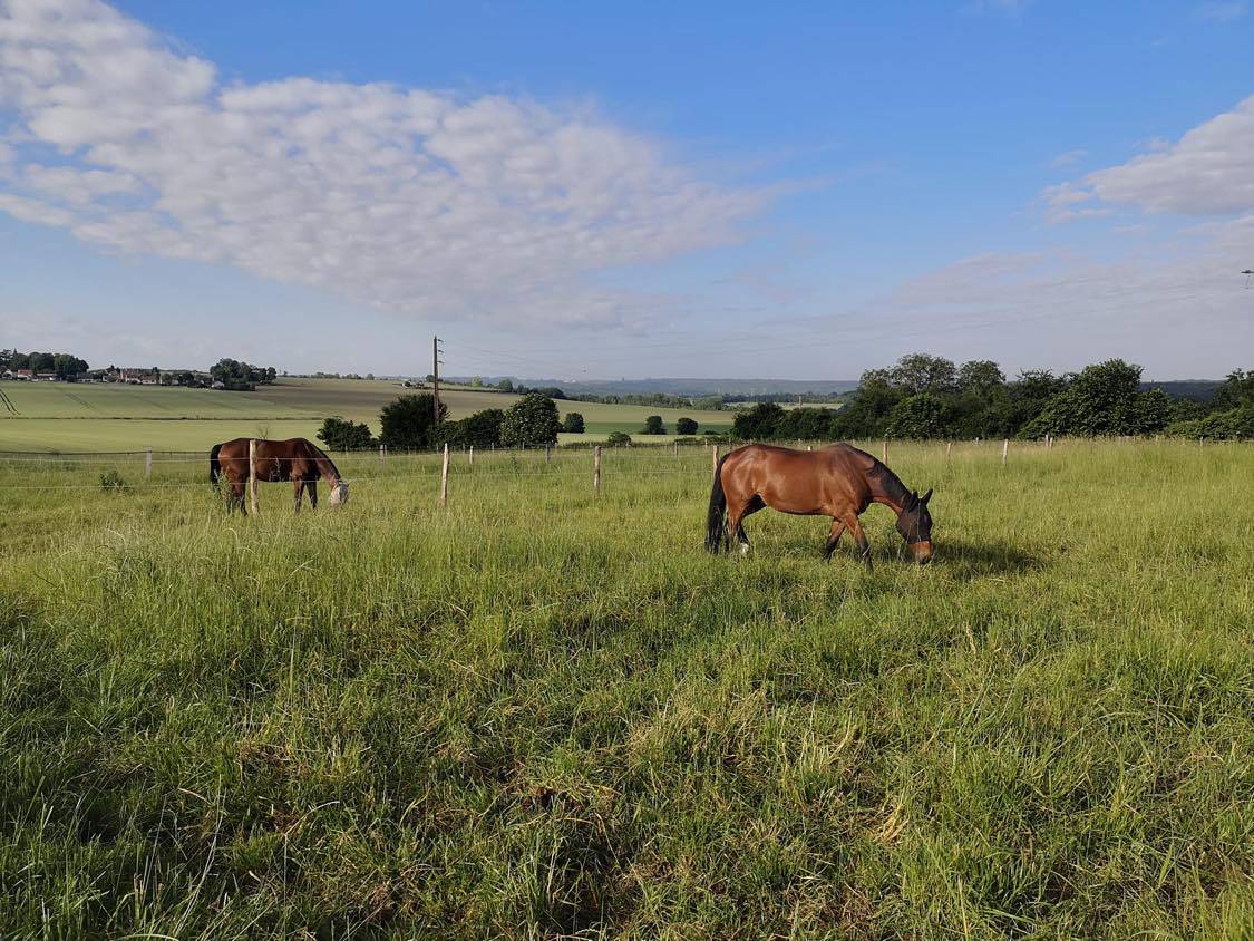 HARAS DES COSMIQUES