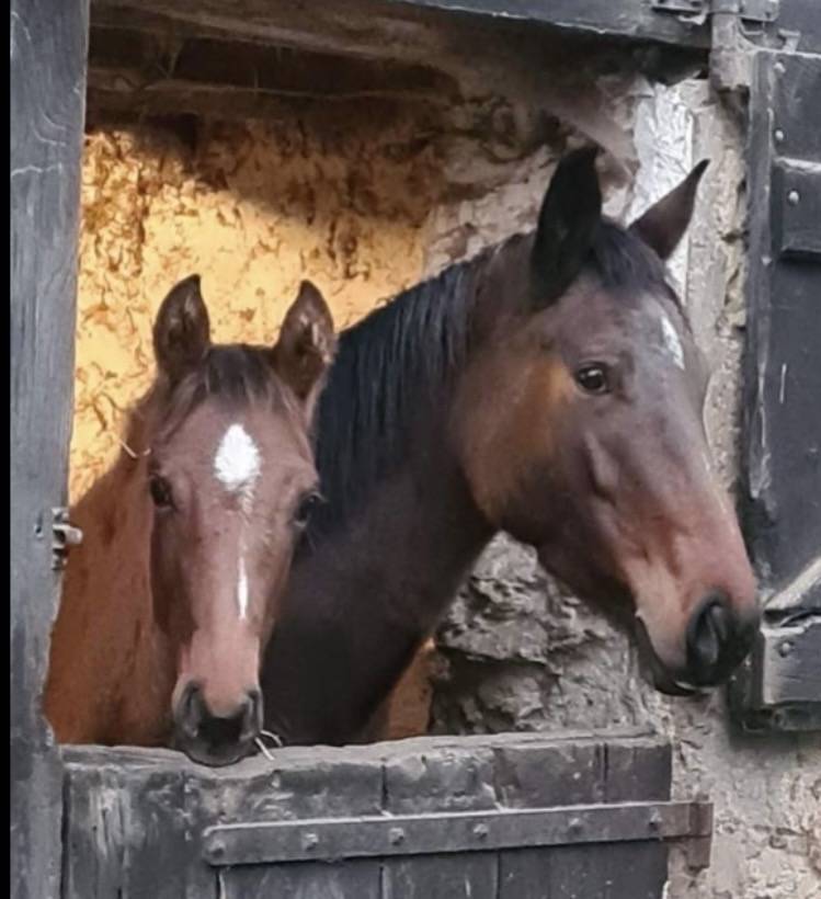 Poulini&egrave;re AA   2018  5,5 points PACE