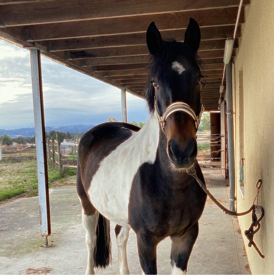 Hongre assurance vie