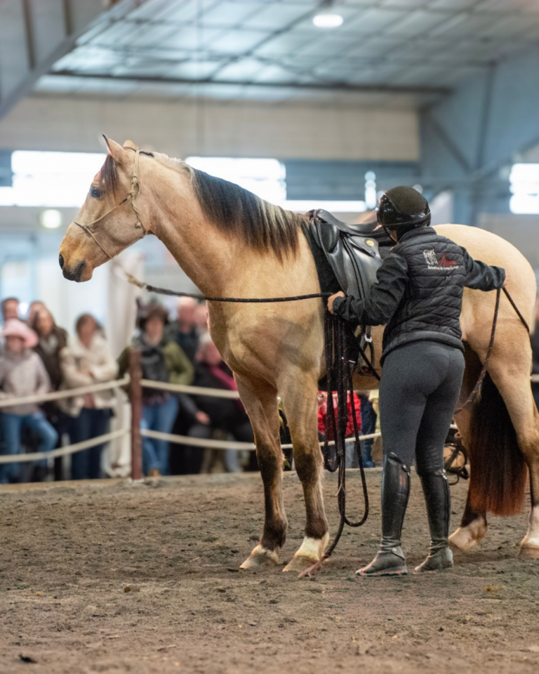 OLIVIO ANGOSTURA, superbe hongre PRE isabelle de 5 ans