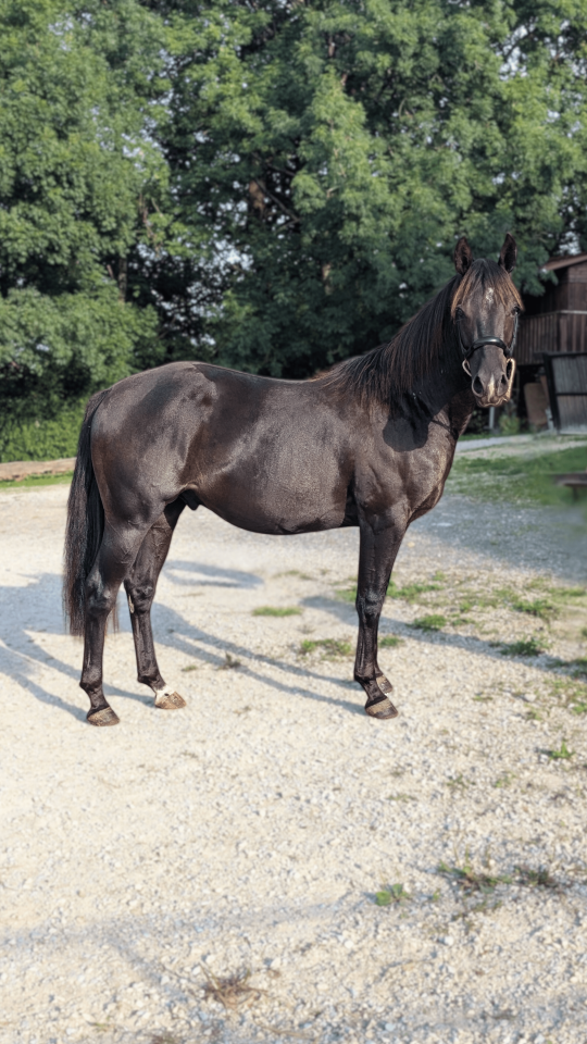 N' Joy, Superbe Quarter Horse M&acirc;le de 2 Ans au Caract&egrave;r