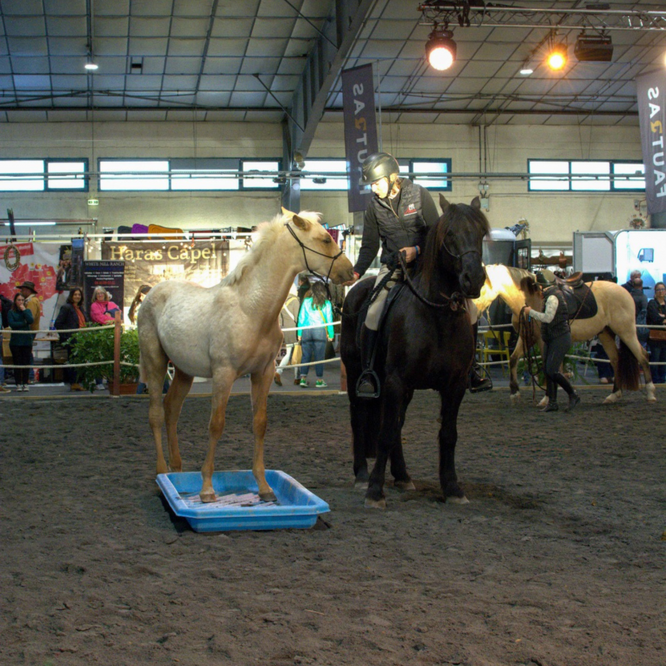 Emporio, un tr&egrave;s beau mental