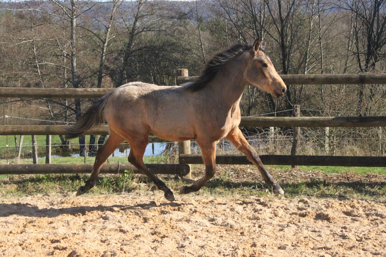 jeune pouliche isabelle 