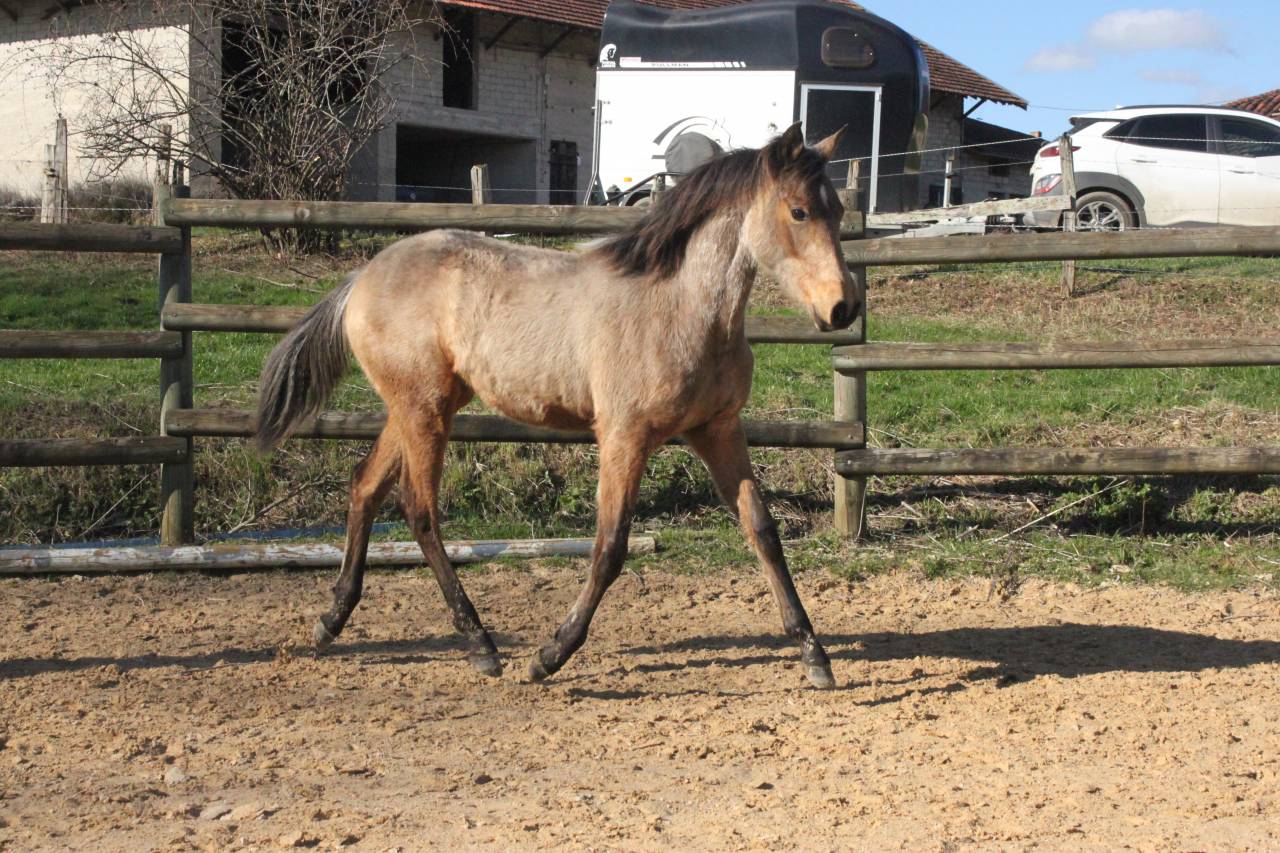 jeune pouliche isabelle 