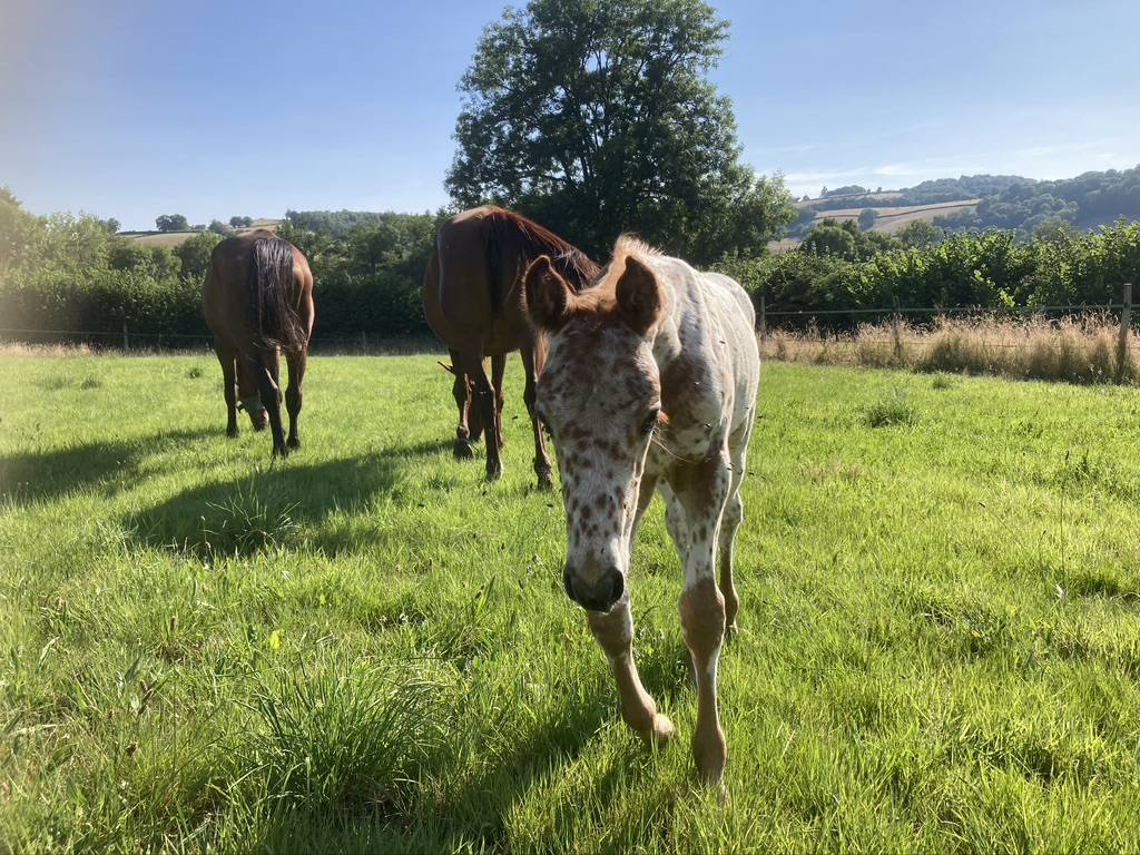 Haras Au C&oelig;ur des Possibles &ndash; Bourgogne (Luzy)