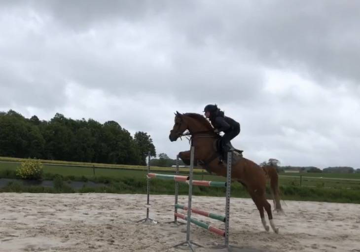 poney D pfs
