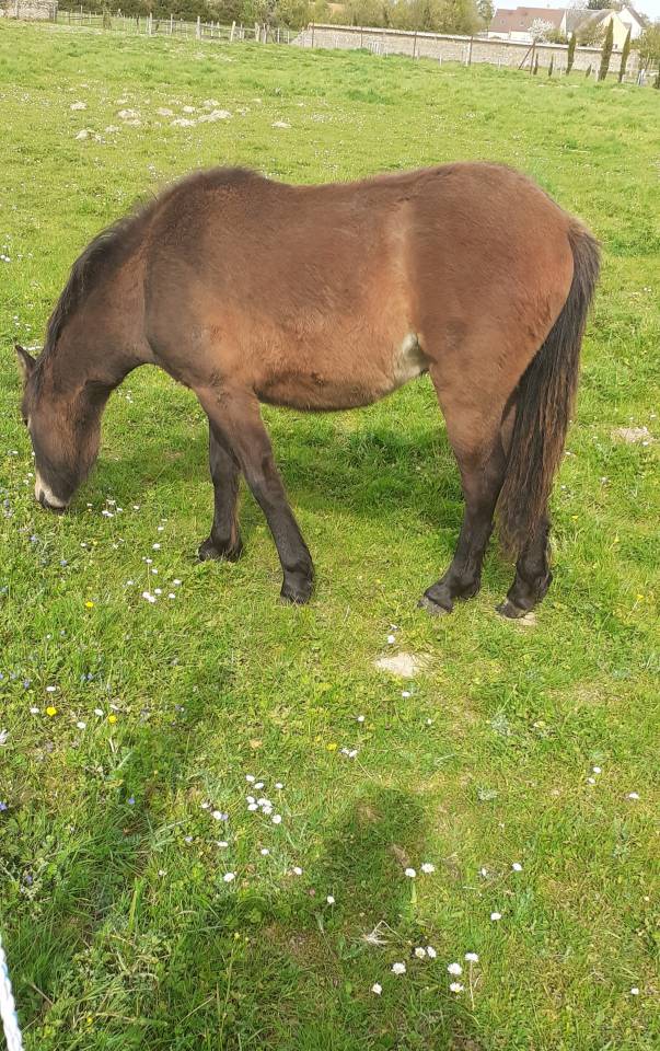 Poulain Dartmoor plein papier