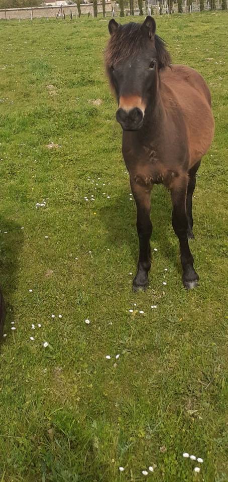 Poulain Dartmoor plein papier