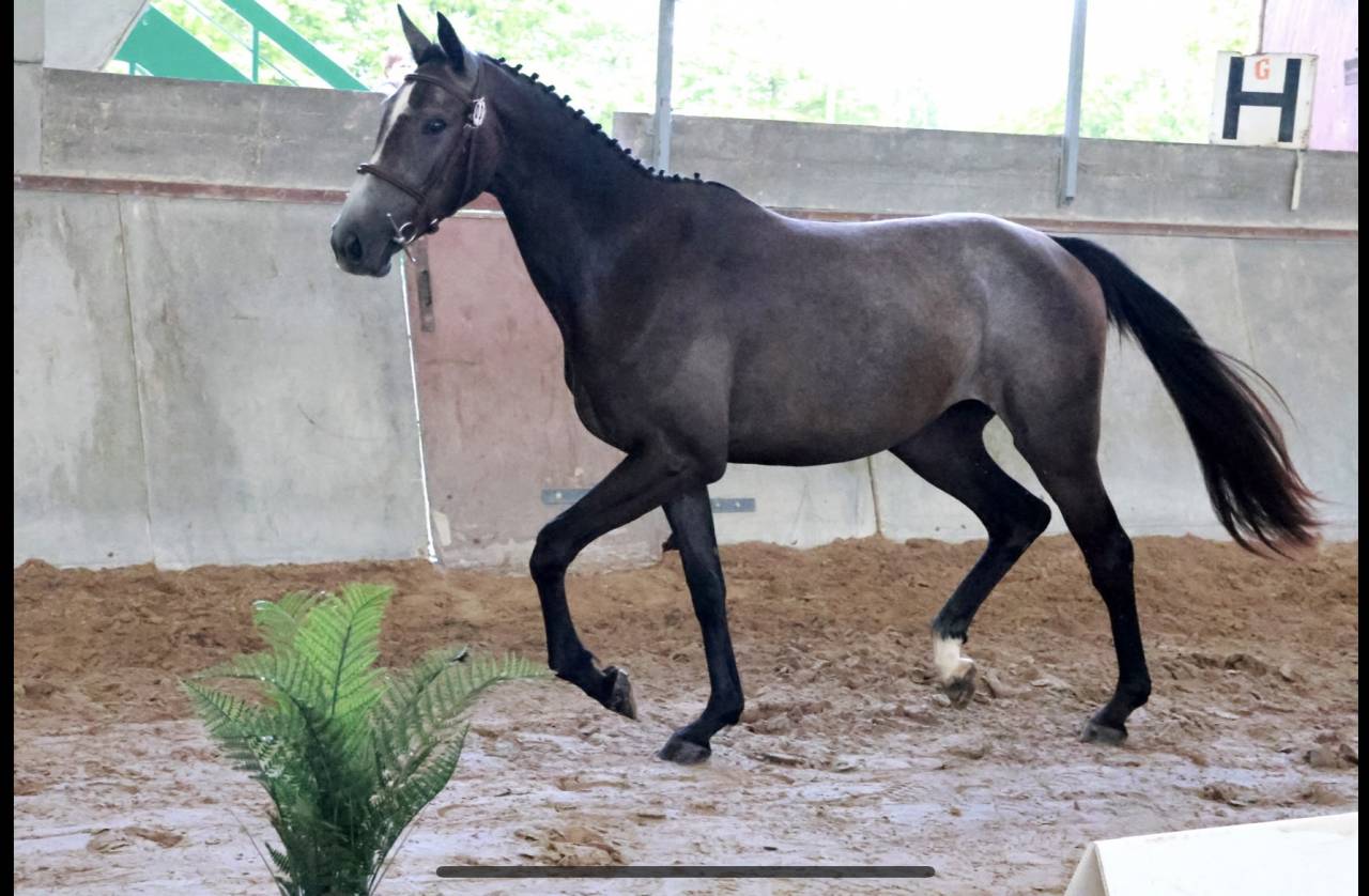 Apprenti CS jeunes chevaux