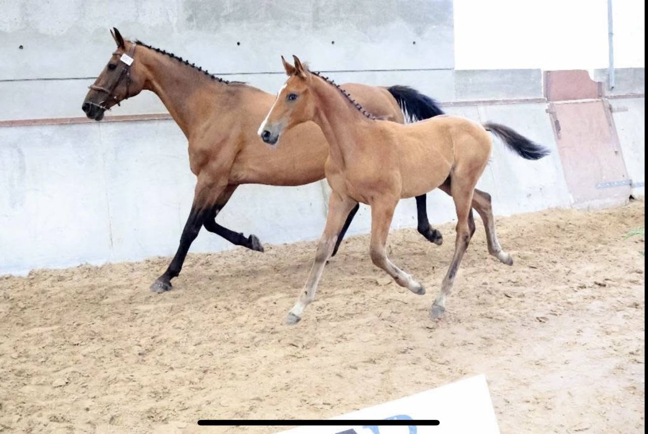 Apprenti CS jeunes chevaux