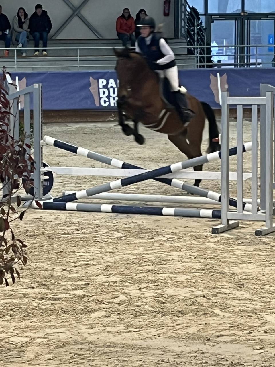 Apprenti CS jeunes chevaux