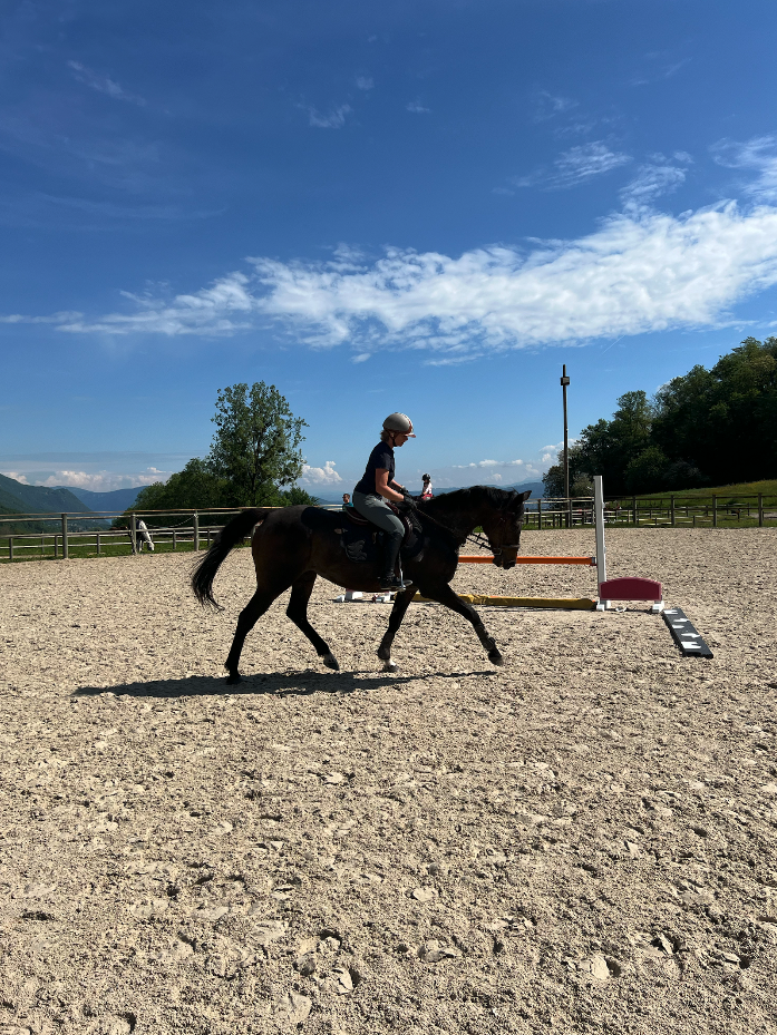 &Agrave; vendre - Jument 13 ans 1m63