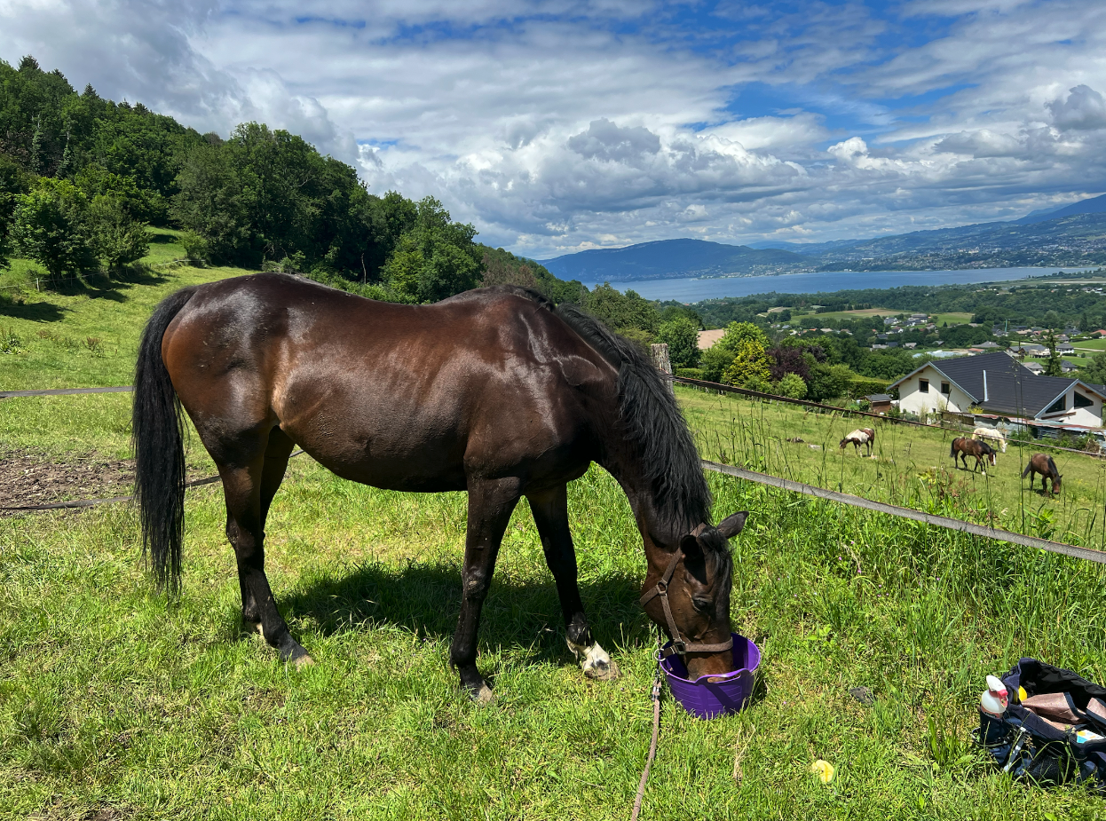 &Agrave; vendre - Jument 13 ans 1m63