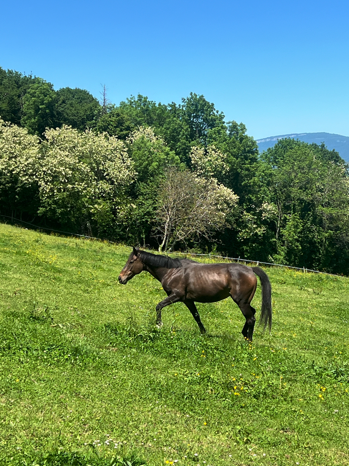 &Agrave; vendre - Jument 13 ans 1m63