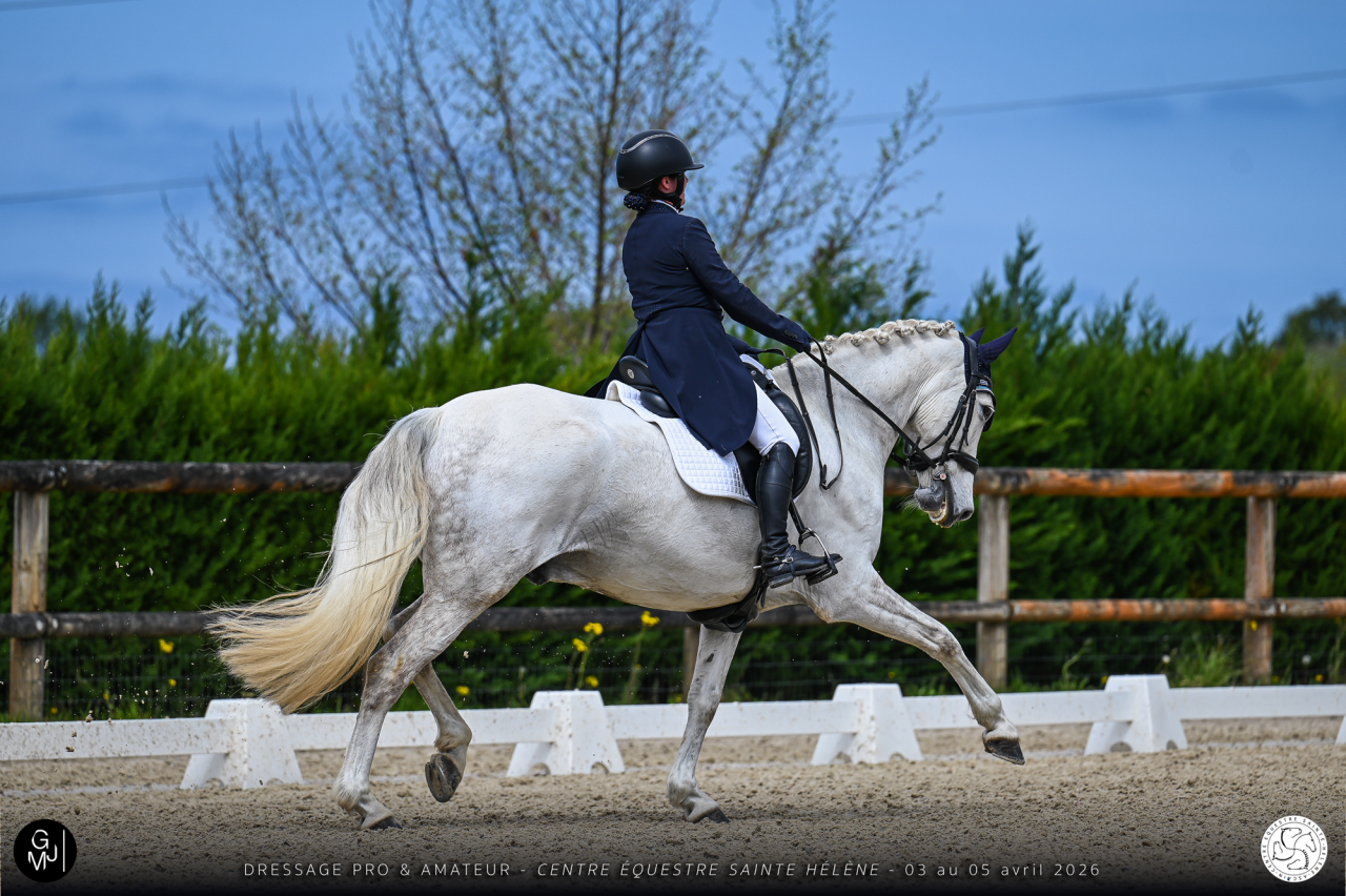 A Vendre - cheval de Dressage AES