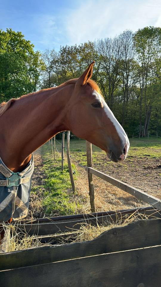 Vend jument sf de 11 ans 