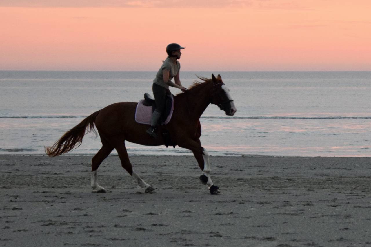 Vend jument sf de 11 ans 