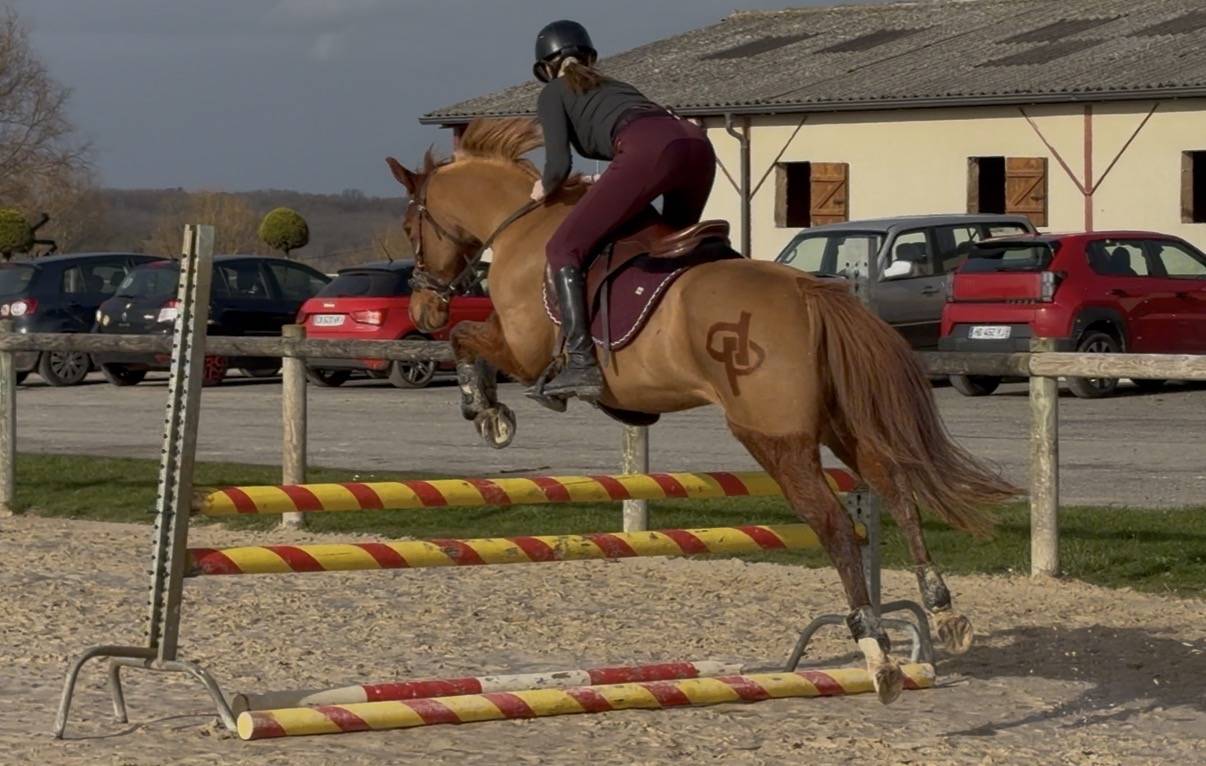 Poney D &agrave; louer 