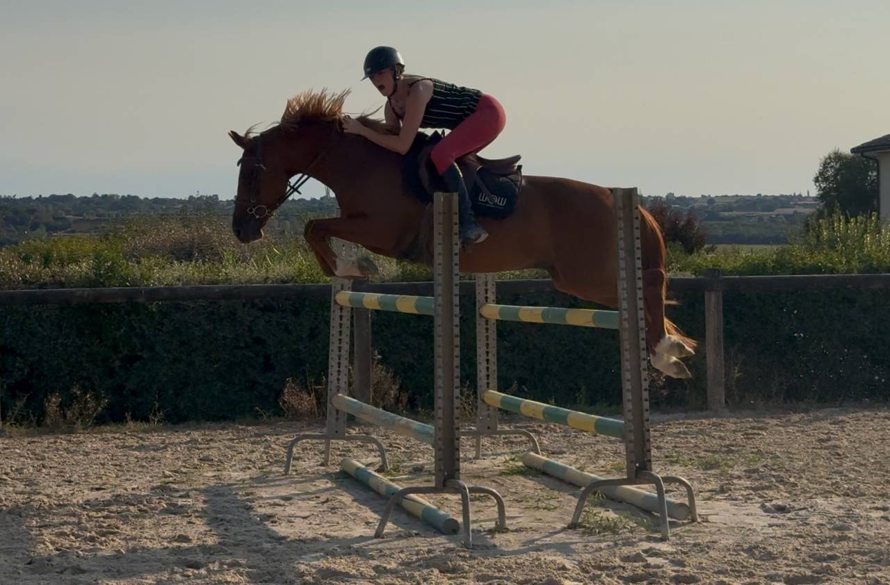 Poney D &agrave; louer 