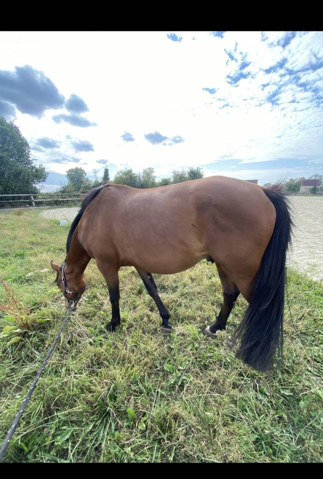 Trotteur a vendre de 6 ans