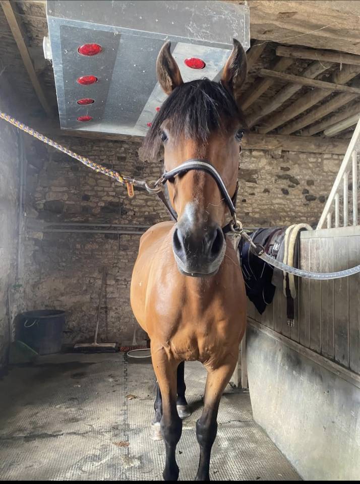 Trotteur a vendre de 6 ans